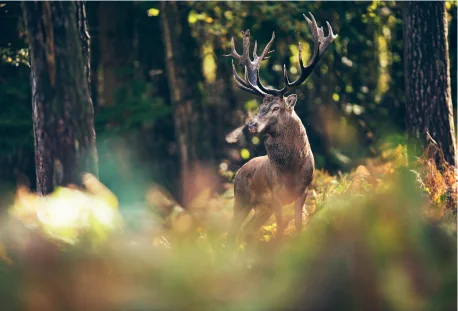 chasse dans le Loir-et-Cher 41
